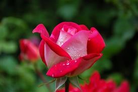 &quot;Flower Delivery Folsom Ca